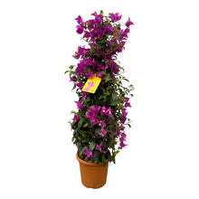 Buitenplant - Bougainvillea Pyramide - Bloeiend - Pot Ø 17cm Hoogte ↕ 80cm