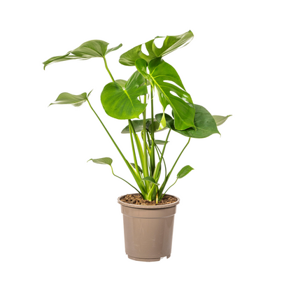 Kamerplant - Monstera Deliciosa Tauerii - Pot Ø 19cm Hoogte ↕ 70-90cm