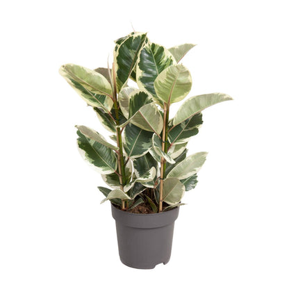 Kamerplant - Ficus Elastica Tineke - Pot Ø 27cm Hoogte ↕ 100cm