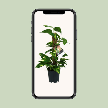 Kamerplant - Scindapsus Epipremnum - Pot Ø 15cm Hoogte ↕ 50cm