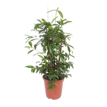Kamerplant - Dracaena Surculosa - Pot Ø 27cm Hoogte ↕ 110cm