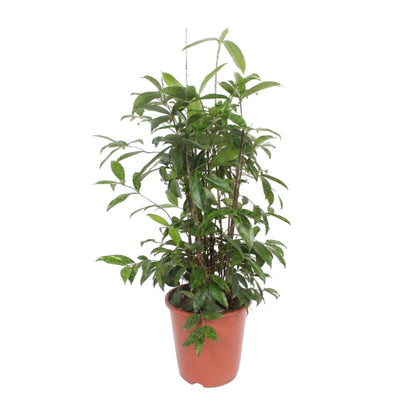 Kamerplant - Dracaena Surculosa - Pot Ø 27cm Hoogte ↕ 110cm