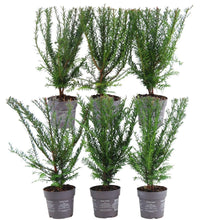 Buitenplant 6x Taxus baccata - Winterhard - Haagplant 1 meter