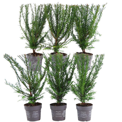 Buitenplant 6x Taxus baccata - Winterhard - Haagplant 1 meter