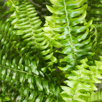 Green boutiQ - Kamerplant - Nephrolepsis exaltata Green Lady - Varen - Huisdiervriendelijk - Groen - 2 Planten - Pot 12cm - Hoogte 28-30cm
