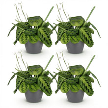 Kamerplant 4x Maranta Fascinator Lemon Lime - Gebedsplant - Pot Ø 12cm Hoogte ↕ 25cm