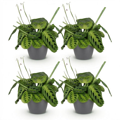 Kamerplant 4x Maranta Fascinator Lemon Lime - Gebedsplant - Pot Ø 12cm Hoogte ↕ 25cm