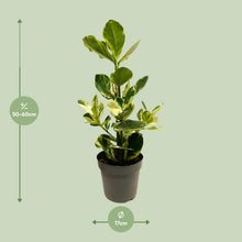 Kamerplant - Clusia Rosea White Star - Pot Ø 17cm Hoogte ↕ 60cm