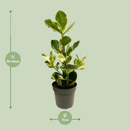 Kamerplant - Clusia Rosea White Star - Pot Ø 17cm Hoogte ↕ 60cm