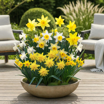 Bloembollen 20x Narcis Botanical mix - Geel & Wit - Bolmaat 10/12