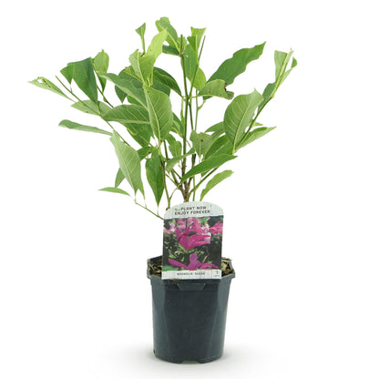 Buitenplant - Magnolia Susan - Bloeiend - Pot Ø 17cm Hoogte ↕ 45cm
