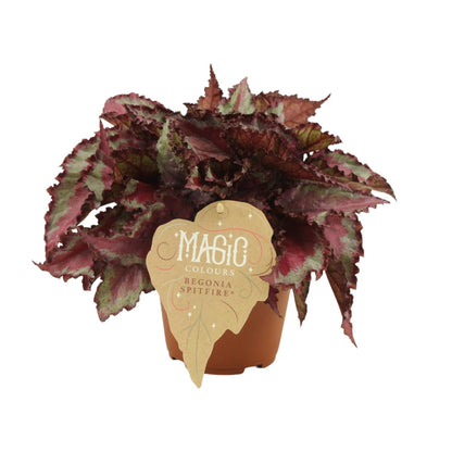 Kamerplant - Begonia Rex 'Spitfire' - Pot Ø 12cm Hoogte ↕ 25cm