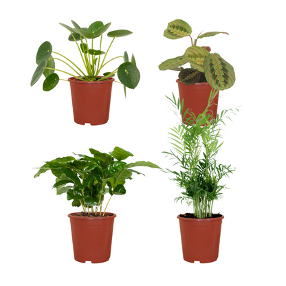 Diervriendelijke plantenbox - 4 stuks - Pot Ø 12cm Hoogte ↕ 20-40cm