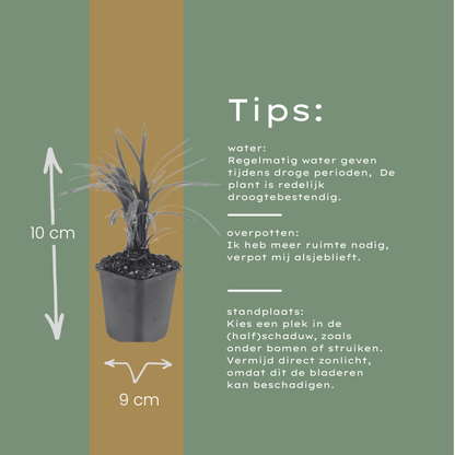 Buitenplant 24x Liriope muscari 'Moneymaker' - Pot Ø 9cm Hoogte ↕ 10-25cm