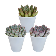 Kamerplant 3x Echeveria Mix - Pot Ø 8.5cm