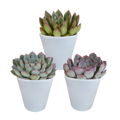 Kamerplant 3x Echeveria Mix - Pot Ø 8.5cm