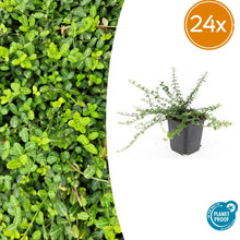 Buitenplant 24x Euonymus fort. 'Minimus' - Winterhard - Pot Ø 9cm Hoogte ↕ 10-25cm