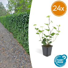 Buitenplant 24x Hedera Hibernica - Klimplant - Pot Ø 9cm Hoogte ↕ 10-25cm