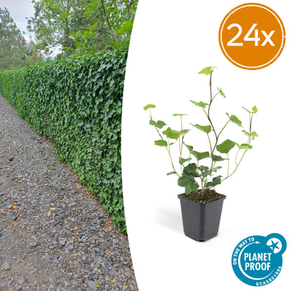 Buitenplant 24x Hedera Hibernica - Klimplant - Pot Ø 9cm Hoogte ↕ 10-25cm