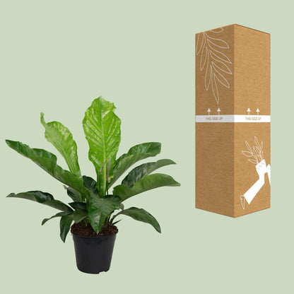 Kamerplant - Anthurium Karma Botanical - Pot Ø 30cm Hoogte ↕ 90cm