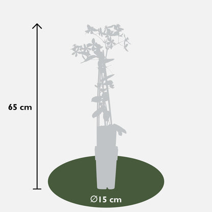 Buitenplant - Clematis armandii 'Apple Blossom' - Groenblijvend Bloeiend - Pot Ø 15cm Hoogte ↕ 65cm
