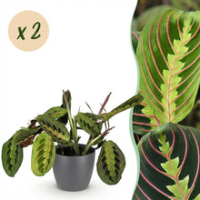 Kamerplant 2x Maranta Fascinator Tricolour - Gebedsplant - Pot Ø 12cm Hoogte ↕ 25cm