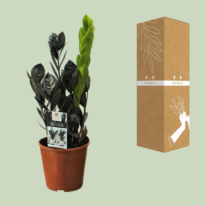 Kamerplant - Zamioculcas Raven - Pot Ø 14cm Hoogte ↕ 45cm