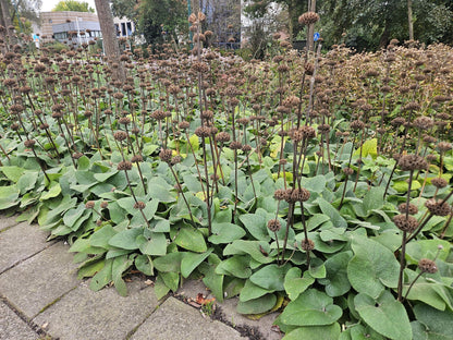 Buitenplant 24x Phlomis russeliana - Bloeiend - Pot Ø 9cm Hoogte ↕ 10-25cm