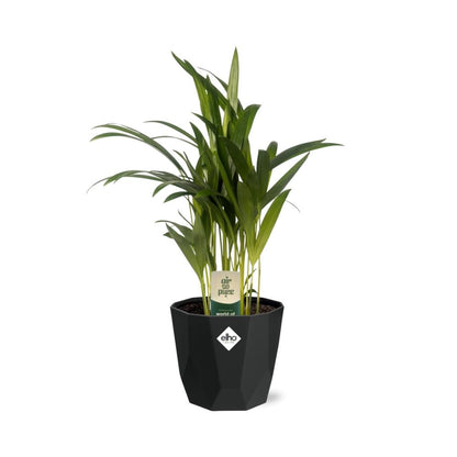 Kamerplant - Dypsis Lutescens (Areca) - Pot Ø 14cm