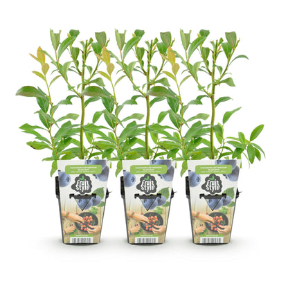 Buitenplant 3x Vaccinium corymbosum 'Bluecrop' - Winterhard - Pot Ø 9cm Hoogte ↕ 30cm