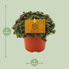 Kamerplant - Callisia Turtle - Hangplant - Pot Ø 10,5cm Hoogte ↕ 15cm