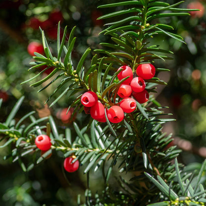 Buitenplant 6x Taxus baccata - Haagplant - Pot Ø 17cm Hoogte ↕ 60cm
