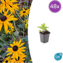 Buitenplant 48x Rudbeckia fulgida 'Goldsturm' - Bloeiend - Pot Ø 9cm Hoogte ↕ 10-25cm