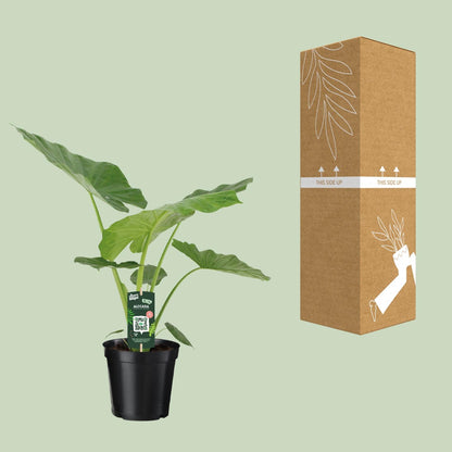 Kamerplant Alocasia Macrorrhiza - Olifantsoor - Pot Ø 19cm Hoogte ↕ 70cm