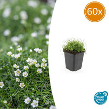 Buitenplant 60x Sagina subulata - Pot Ø 9cm Hoogte ↕ 10-25cm