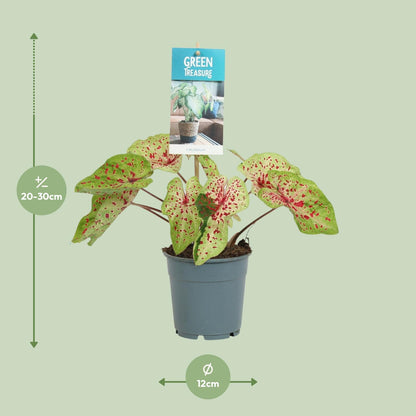 Kamerplant - Caladium Miss Muffet - Pot Ø 12cm Hoogte ↕ 25cm