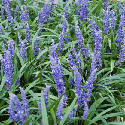 Buitenplant 24x Liriope muscari 'Big Blue' - Vaste plant - Pot Ø 9cm Hoogte ↕ 10-25cm