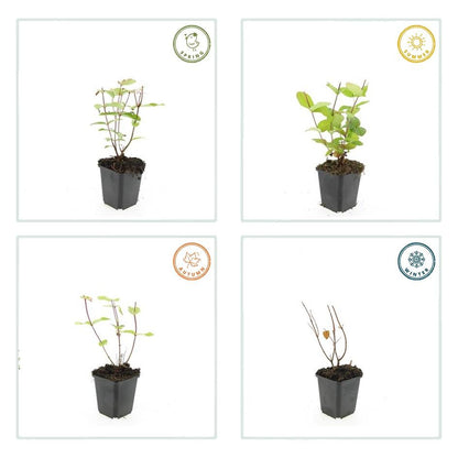 Buitenplant 24x Hypericum inodorum 'Beauty' - Bloeiend - Pot Ø 9cm Hoogte ↕ 10-25cm