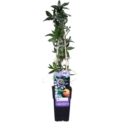 Buitenplant - Passiflora caerulea - Bloeiend - Pot Ø 15cm Hoogte ↕ 65cm