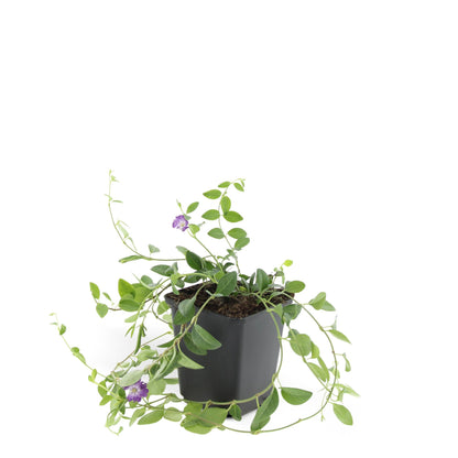 Buitenplant 24x Vinca minor 'Atropurpurea' - Bloeiend - Pot Ø 9cm Hoogte ↕ 10-25cm