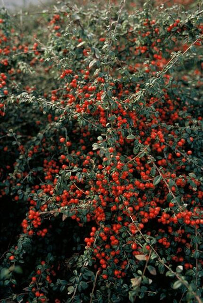 Buitenplant 6x Cotoneaster suec. 'Coral Beauty' - Pot Ø 9cm Hoogte ↕ 10-25cm