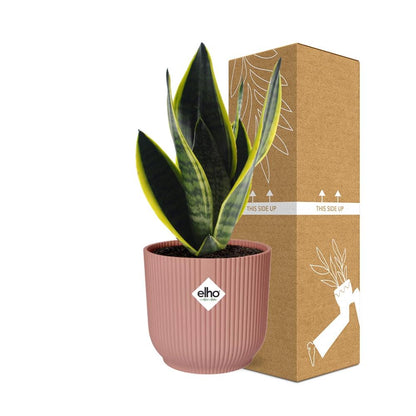Kamerplant - Sansevieria Futura Superba - Pot Ø 14cm