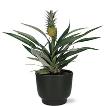 Kamerplant - Bromelia Ananas - Pot Ø 12cm Hoogte ↕ 30cm