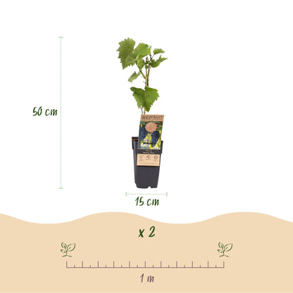 Buitenplant - Vitis vinifera Boskoop Glory (Blauwe druif) - Pot Ø 15cm Hoogte ↕ 50cm