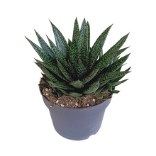 Kamerplant - Gasteria - Pot Ø 17cm