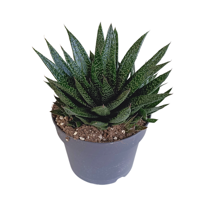 Kamerplant - Gasteria - Pot Ø 17cm
