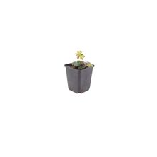 48x Geranium sanguineum - ↕10-25cm - Ø9cm