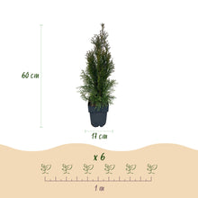 Buitenplant 6x Thuja occidentalis Smaragd - Groenblijvend - Pot Ø 17cm Hoogte ↕ 60cm