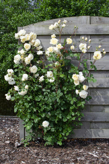 Buitenplant 3x Rosa Crazy in Love 'Vanilla' - Bloeiend - Pot Ø 15cm Hoogte ↕ 65cm