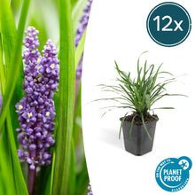 Buitenplant 12x Liriope muscari 'Big Blue' - Pot Ø 9cm Hoogte ↕ 10-25cm